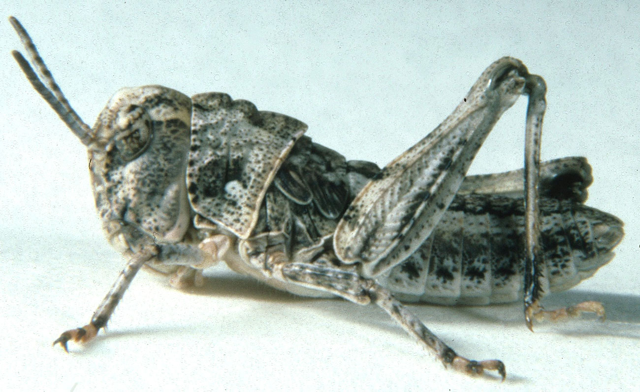  Fig. 3, third instar: BL 9.5-11.9 mm, FL 5.8-6.2 mm, AS 16-17 