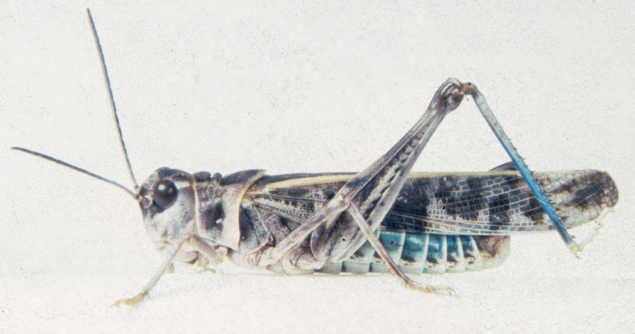  Fig. 6, adult male: BL 22-25 mm, FL 13.5-14.5 mm, AS 20 