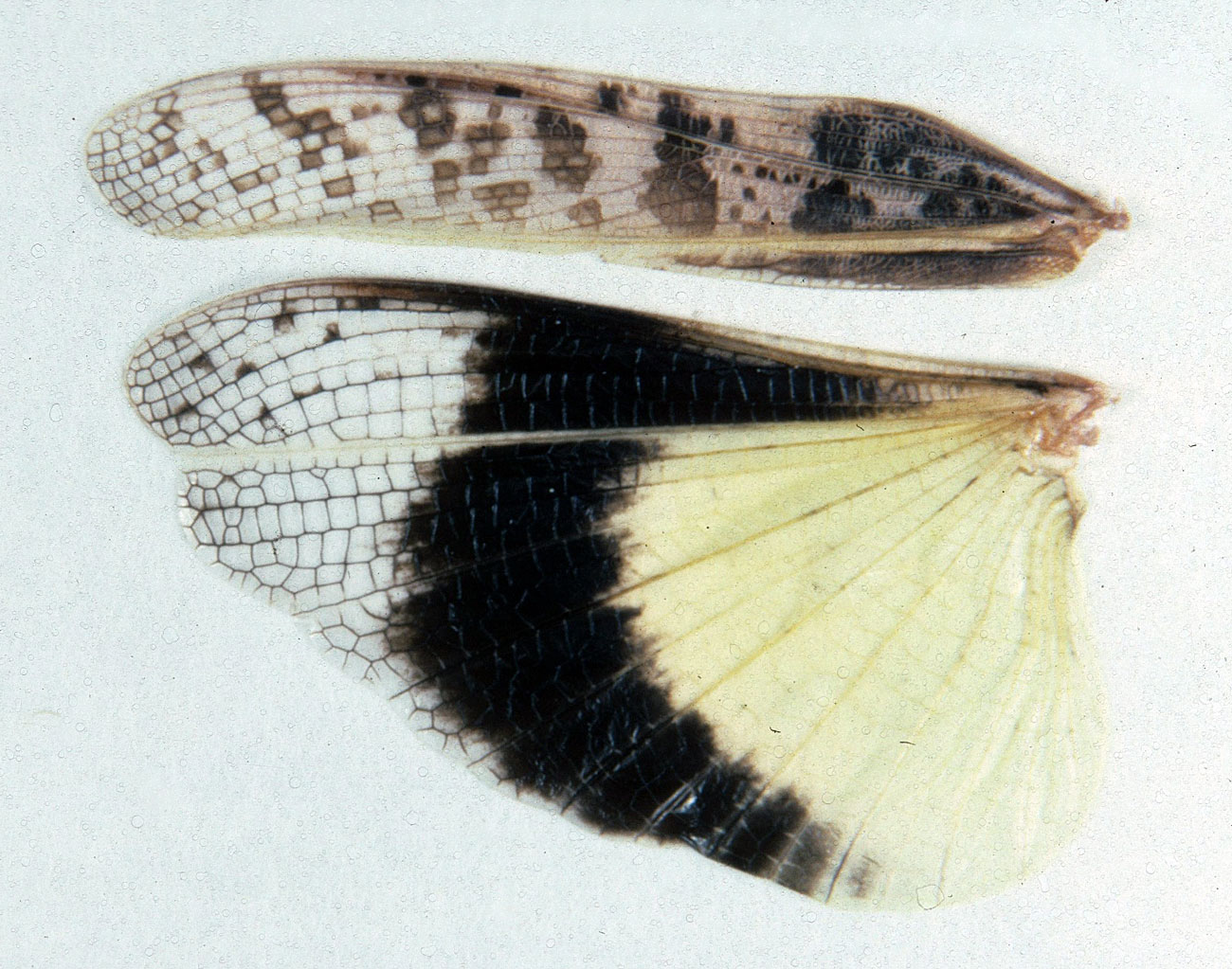  Fig. 8, spread wings from left side 