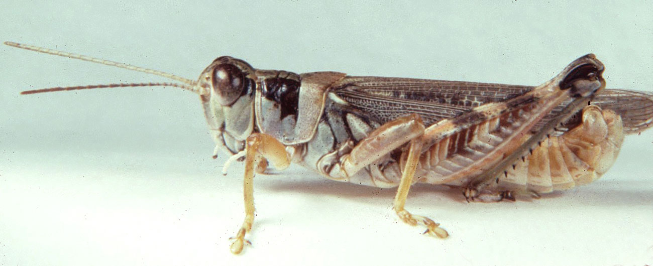  Fig. 6, adult male (migratory male): BL 18.7-20.8 mm, FL 10-11 mm, AS 22-24 