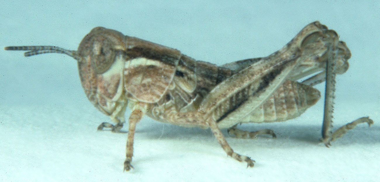  Fig. 3, third instar: BL 8-11 mm, FL 5.5-6.1 mm, AS 18-20 