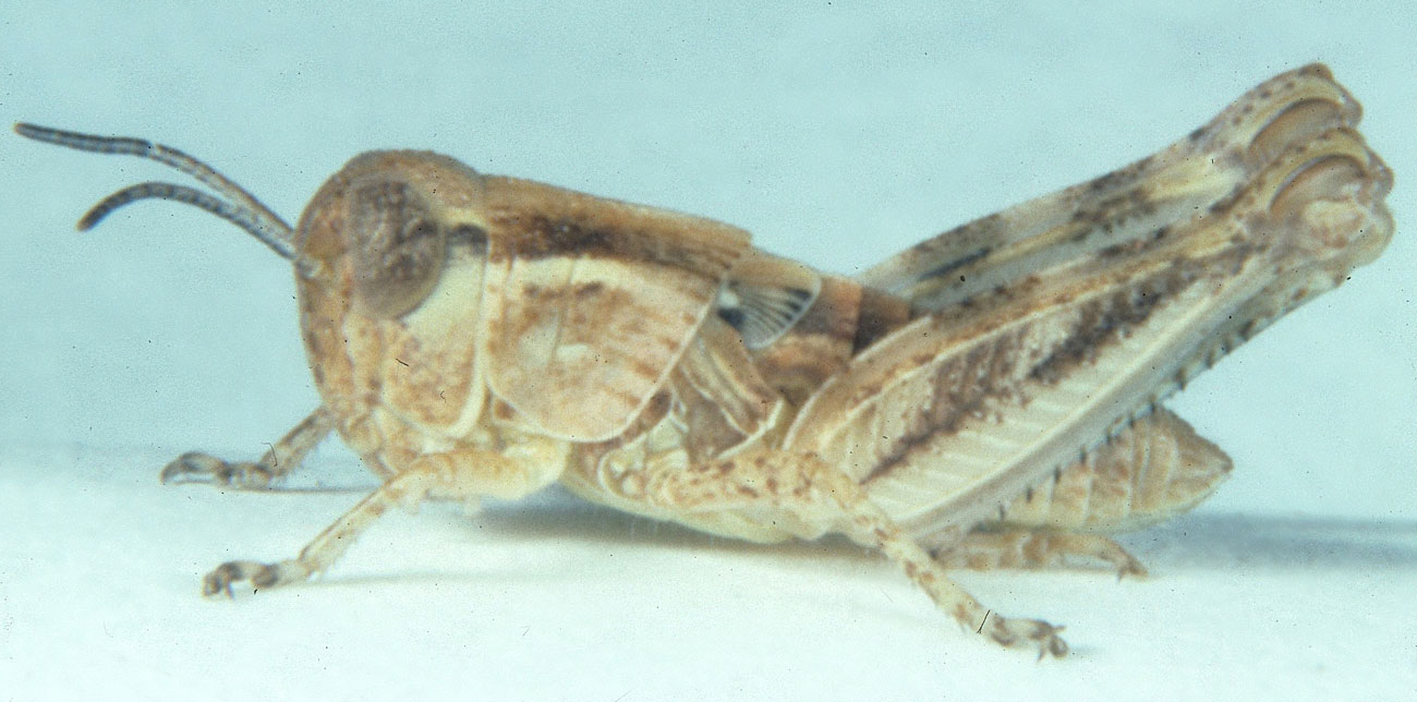  Fig. 4, fourth instar: BL 11-16 mm, FL 7.6-8.6 mm, AS 21-22
