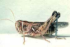 Oedaleonotus enigma female