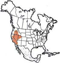  Geographic range of  Oedaleonotus enigma  (Scudder) 