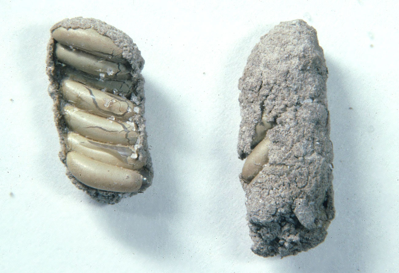  Fig. 10, egg pod and eggs 