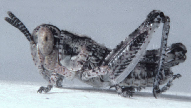  Fig. 2, second instar: BL 4.9 mm, FL 3.2-3.3 mm, AS 17 