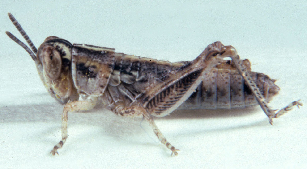  Fig. 3, third instar: BL 7.7-8.9 mm, FL 4.4-4.9 mm, AS 18-19 