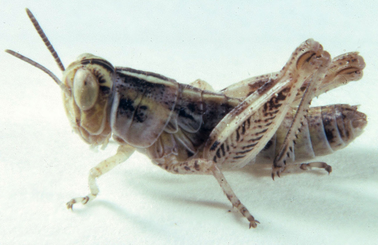  Fig. 4, fourth instar: BL 8.3-10.5 mm, FL 6.1-6.5 mm, AS 20 