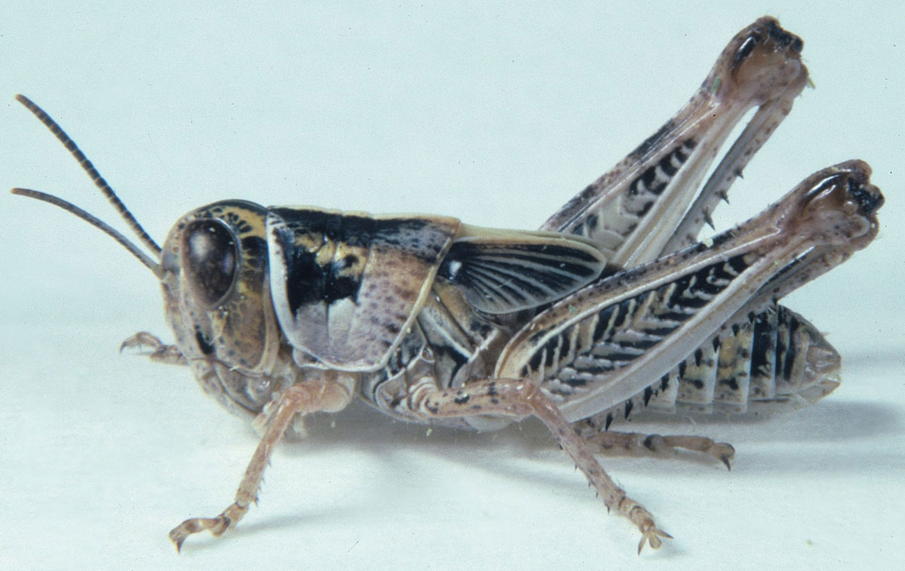  Fig. 6, sixth instar: BL 15-21.5 mm, FL 9.5-11.7 mm, AS 23-25 