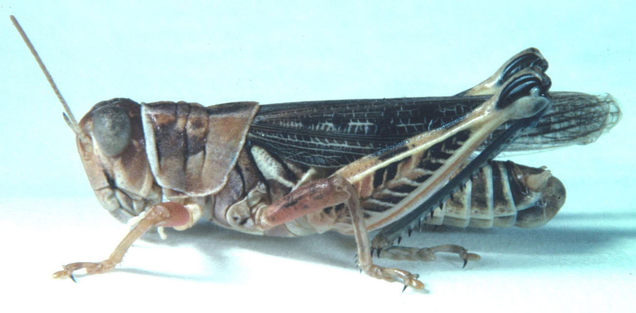 Oedaleonotus enigma male