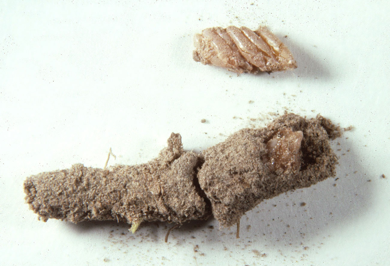  Fig. 10, egg pod and clutch of eggs removed from pod 