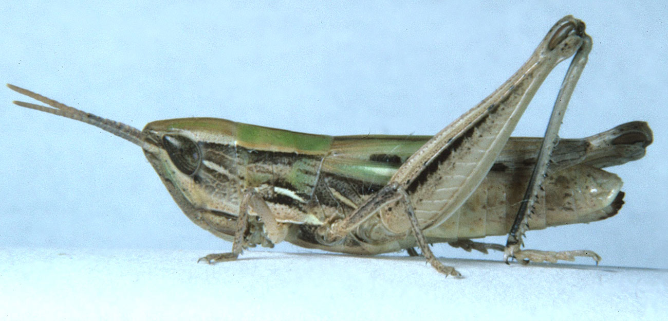  Fig. 7, adult female: BL 18-19.7 mm, FL 10.5-11.5 mm, AS 23-24 