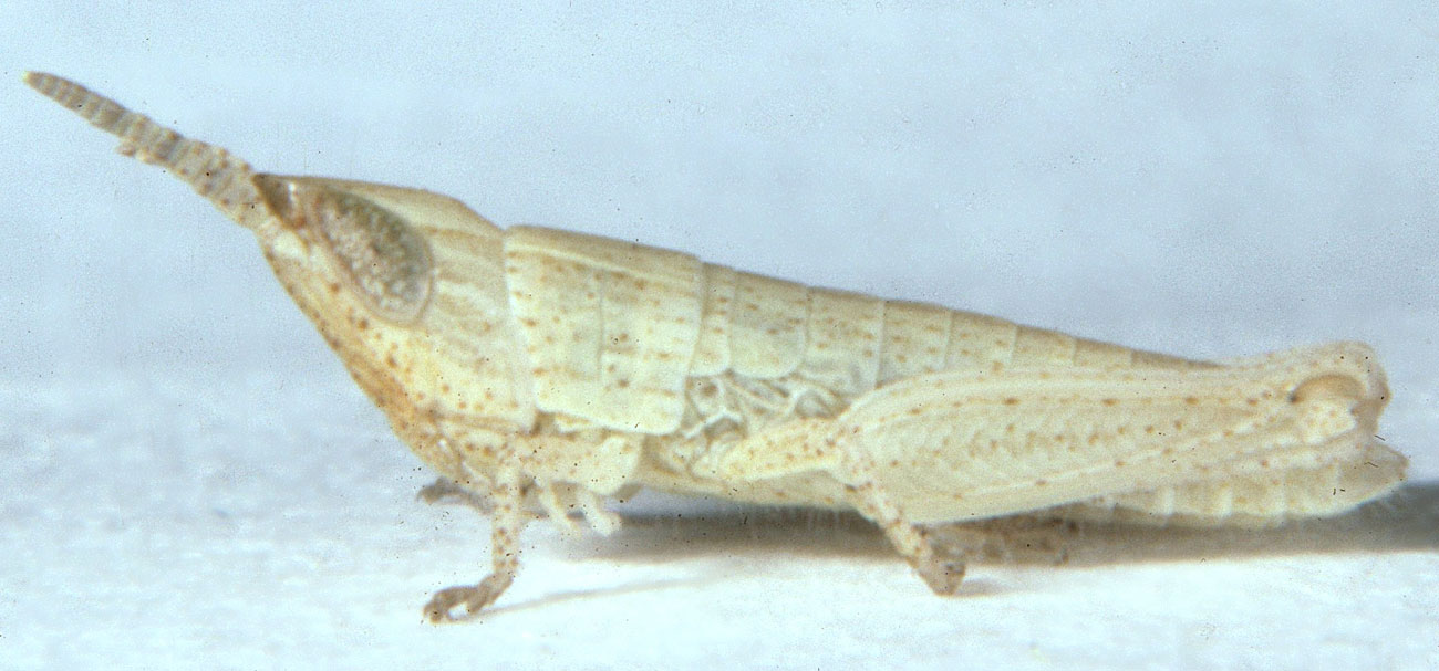  Fig. 2, second instar: BL 7.0-7.9 mm, FL 3.3-3.6 mm, AS 15-16 