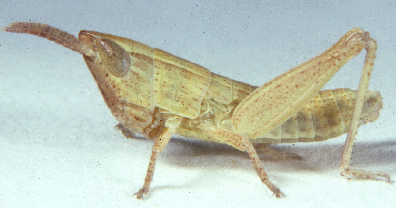  Fig. 3, third instar: BL 7.6-9.7 mm, FL 4-4.8 mm, AS 18-19 