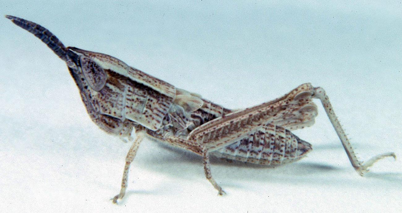  Fig. 4, fourth instar males: BL 8.2-11 mm, FL 4.4-6.1 mm, AS 21-22; females: BL 11.2-12.9 mm, FL 6..5-7 mm, AS 21 