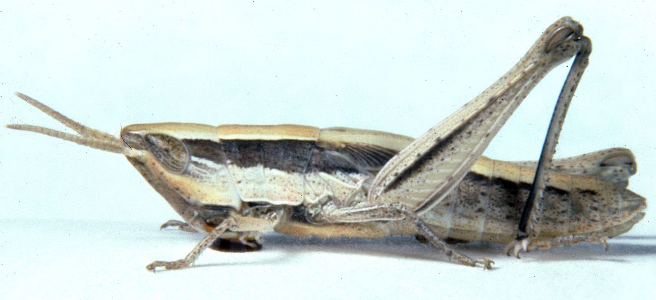  Fig. 5, fifth instar males: BL 11.5-12.2 mm, FL 6.5-7 mm, AS 22; females: BL 16-16.3 mm, FL 9 mm, AS 23 