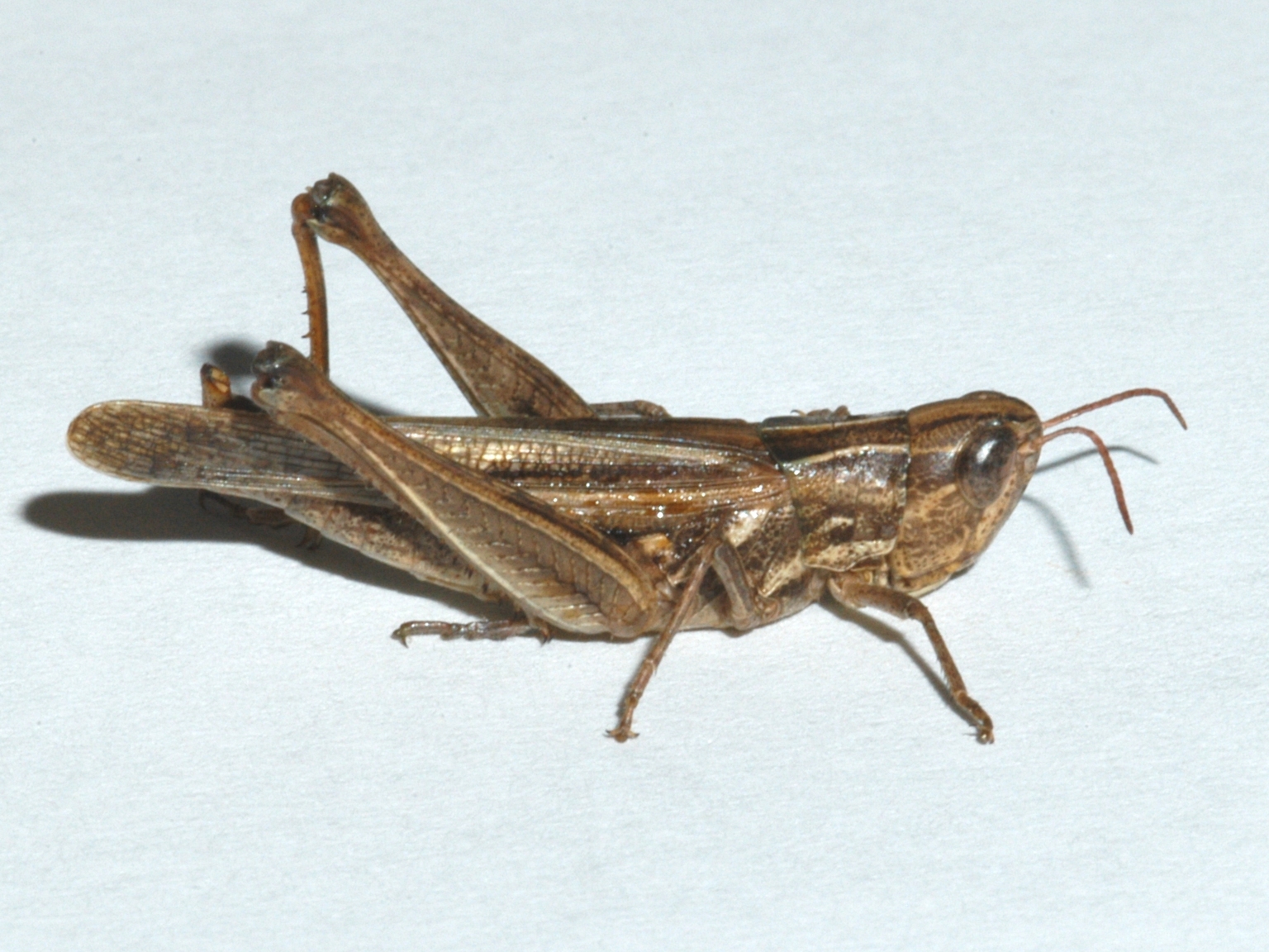  Fig. 2, adult female 
