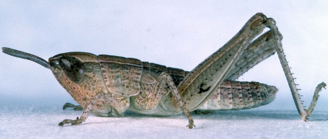  Fig. 3, third instar: BL 8.7-9 mm, FL 5.7-6.2 mm, AS 17-18 