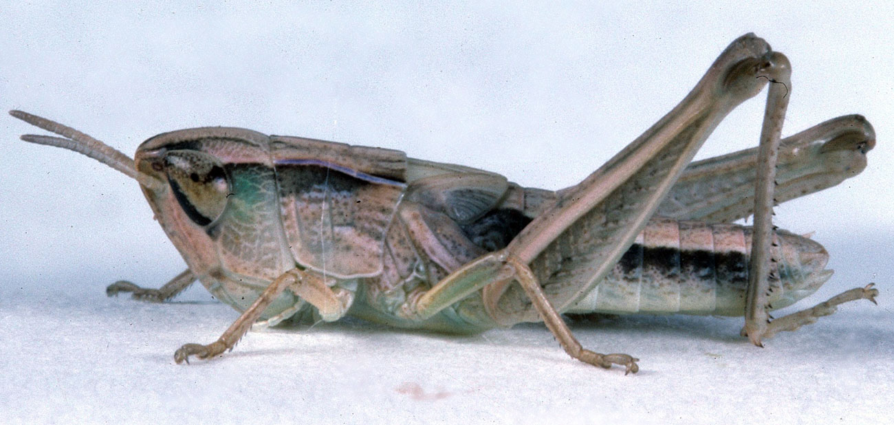  Fig. 4, fourth instar: BL 9.3-12.5 mm, FL 5.4-7.9 mm, AS 18-20 