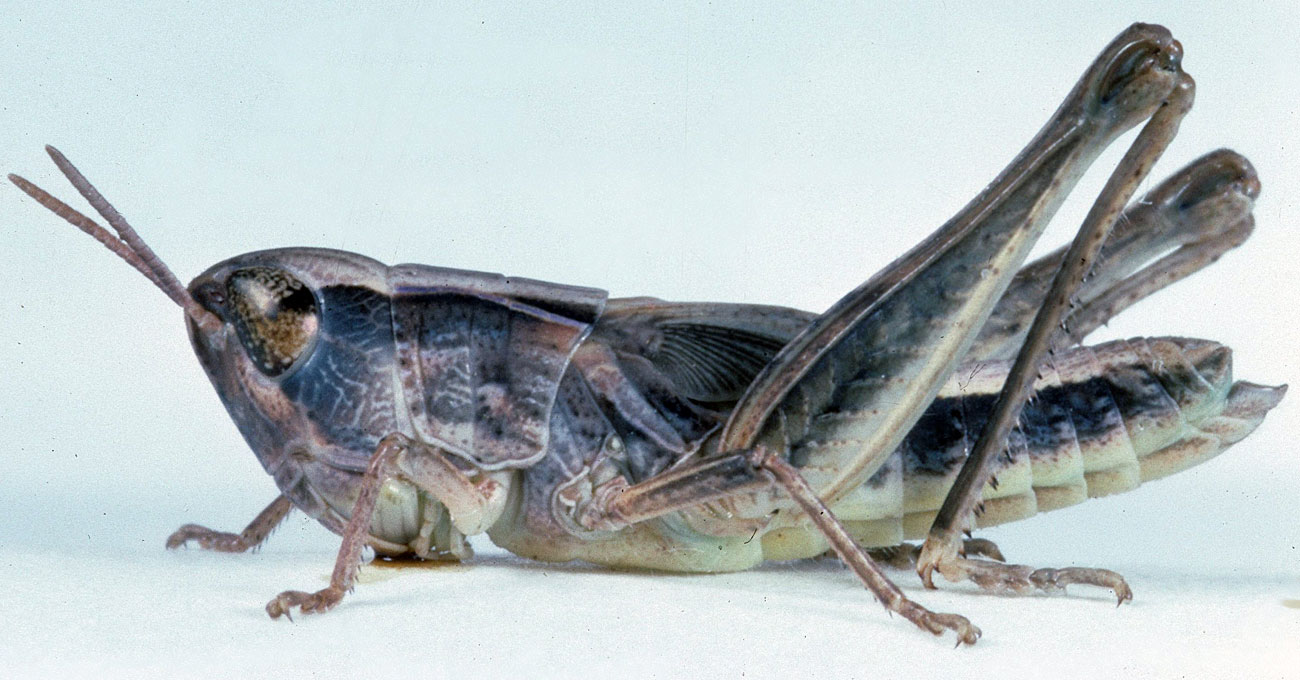  Fig. 5, fifth instar: BL 9.9-14 mm, FL 7.5-9.4 mm, AS 19-22 