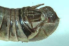  Fig. 10, end of male abdomen showing cercus, furcula, and other structures of terminus 