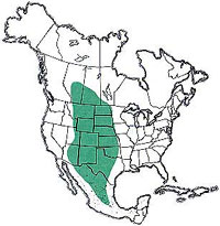  Geographic range of  Phlibostroma quadrimaculatum  (Thomas) 