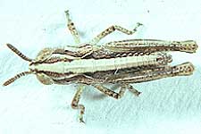  Fig. 8, shape and color pattern of instar 2 