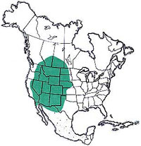  Geographic range of  Psoloessa delicatula  (Scudder) 