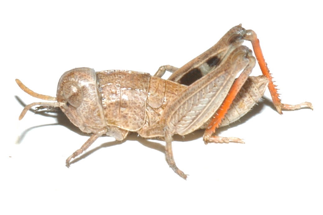  Fig. 1, second instar: BL 6-9.5 mm, FL 4-6.5 mm, AS 13-15 