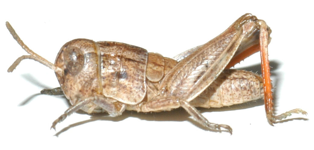  Fig. 2, third instar: BL 8-12.5 mm, FL 5.5-8 mm, AS 15-18 