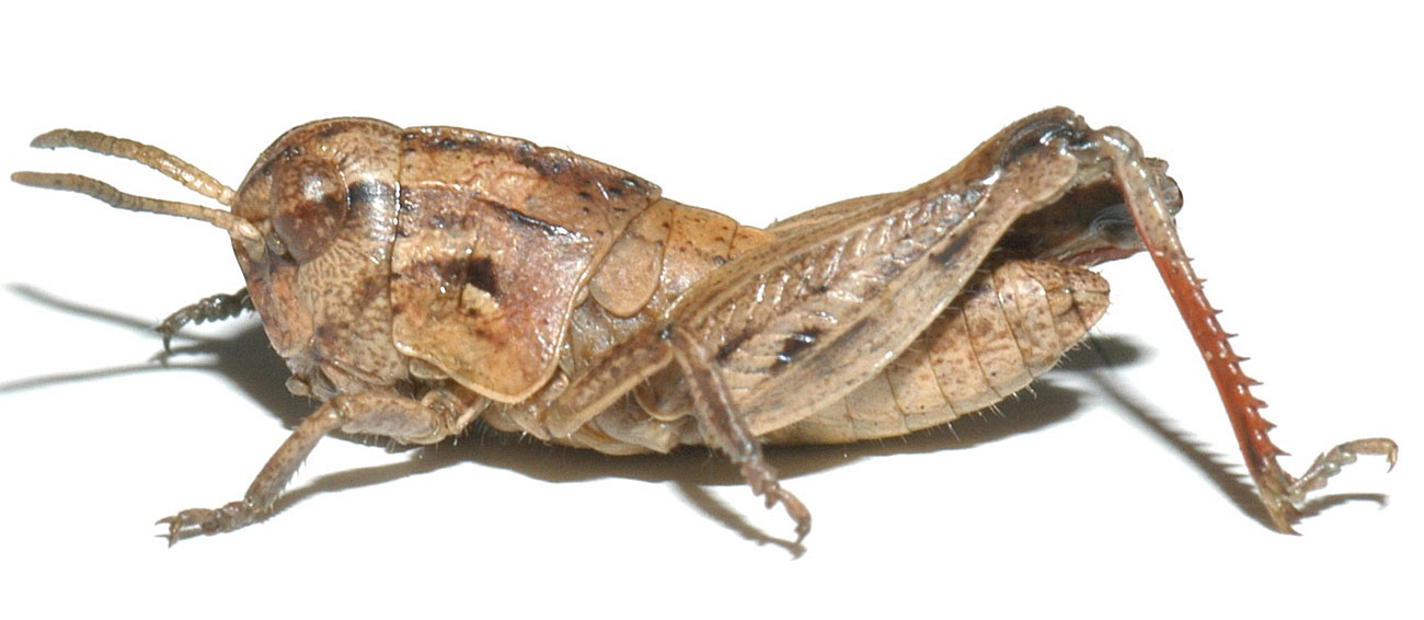  Fig. 3, fourth instar: BL 13-17 mm, FL 6.5-10 mm, AS 19-23 