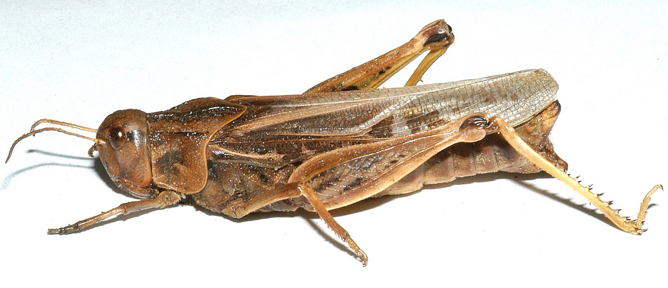  Fig. 5, adult female: BL 40-46 mm, FL 22-27 mm, AS 24-28 