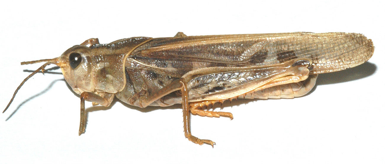  Fig. 4, adult male: BL 28-34 mm, FL 15-20 mm, AS 22-24 