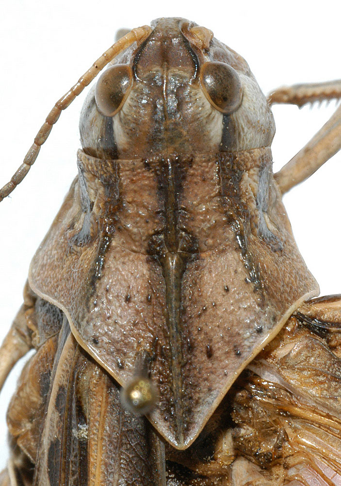  Fig. 6, dorsal view of pronotum 