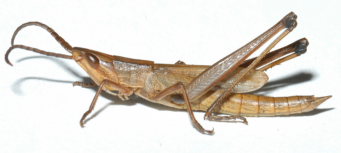  Fig. 1, adult male: BL 26-34, FL 14-17 mm, AS 19-22 