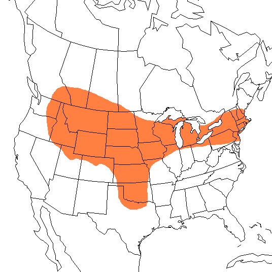  Geographic range of  Pseudopomala brachyptera  (Scudder) 