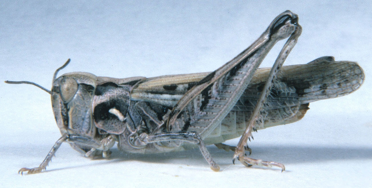  Fig. 7, adult female: BL 17-21 mm, FL 10.5-12.5 mm, AS 23-27 