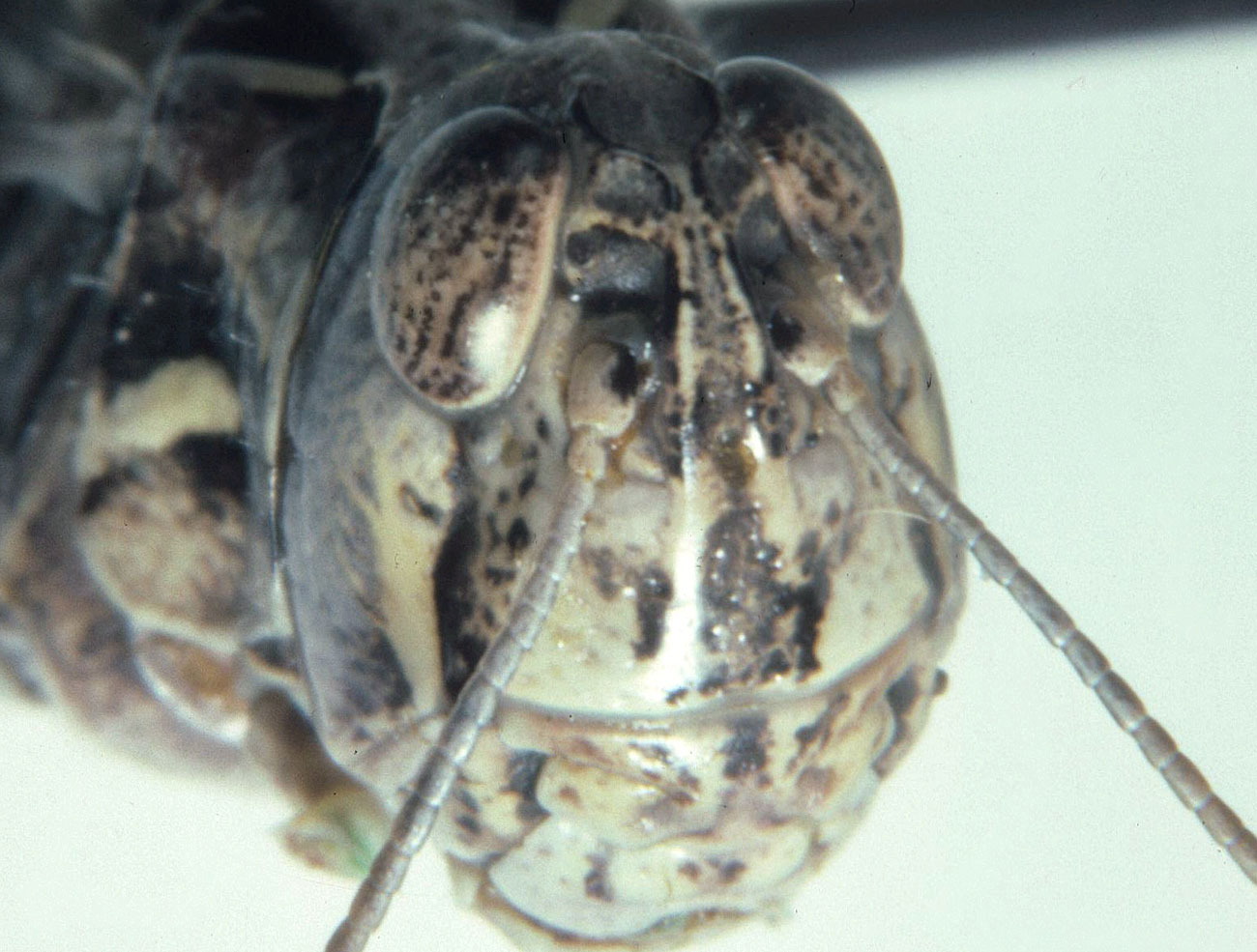  Fig. 9, note square lateral foveolae and grooved frontal costa 