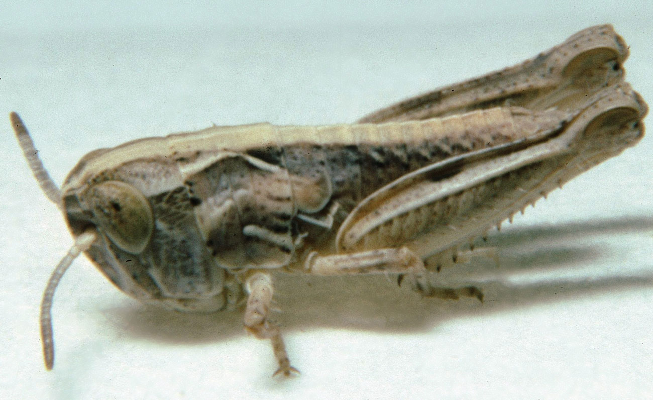  Fig. 2, second instar: BL 5.1-6.1 mm, FL 3.3-4.1 mm, AS 15-16 