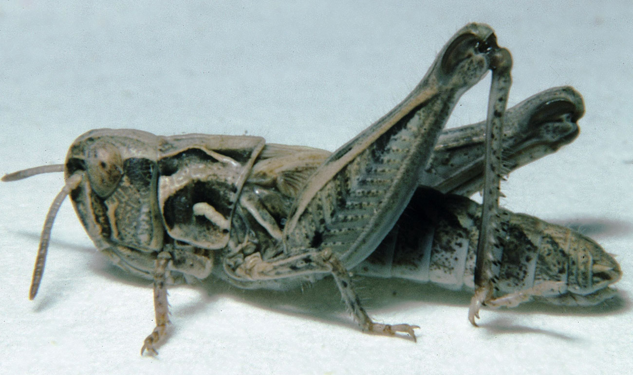  Fig. 4, fourth instar: BL 8.7-11.6 mm, FL 5.4-7.2 mm, AS 21-23 