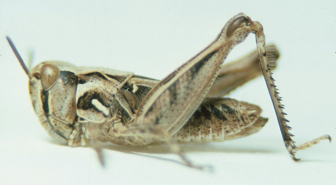  Fig. 5, fifth instar: BL 10.8-15 mm, FL 7.2-9.4 mm, AS 23-24 