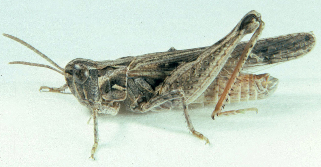  Fig. 6, adult male: Body Length 12.5-15.5 mm, Femur Length 7.8-9.3 mm, Antennal Segments 23-25 