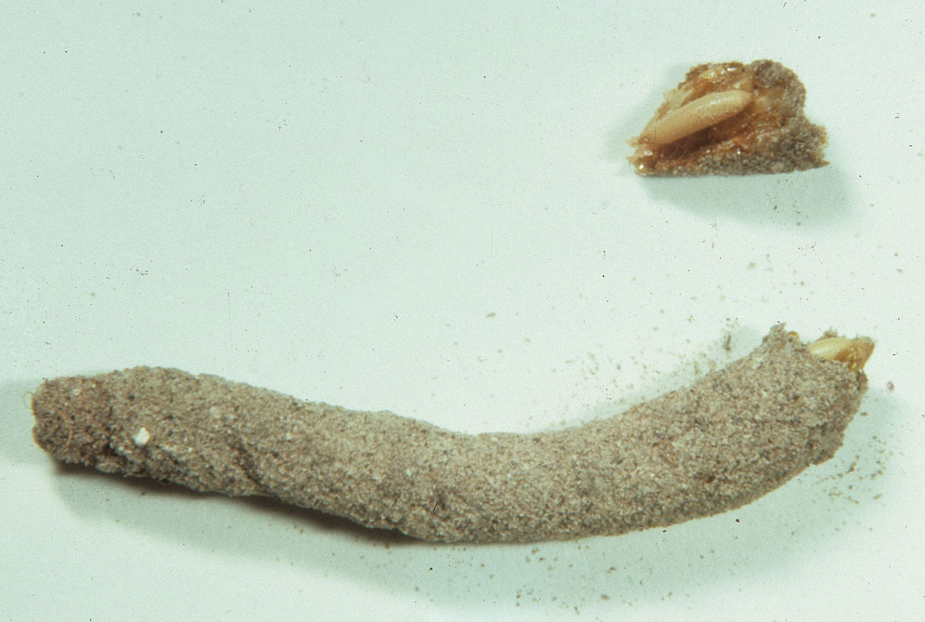  Fig. 11, egg pod and several loose eggs 