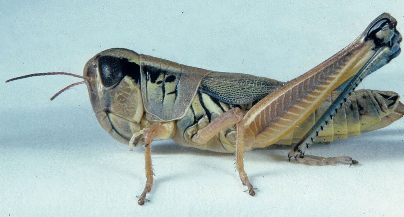 Phoetaliotes nebrascensis female