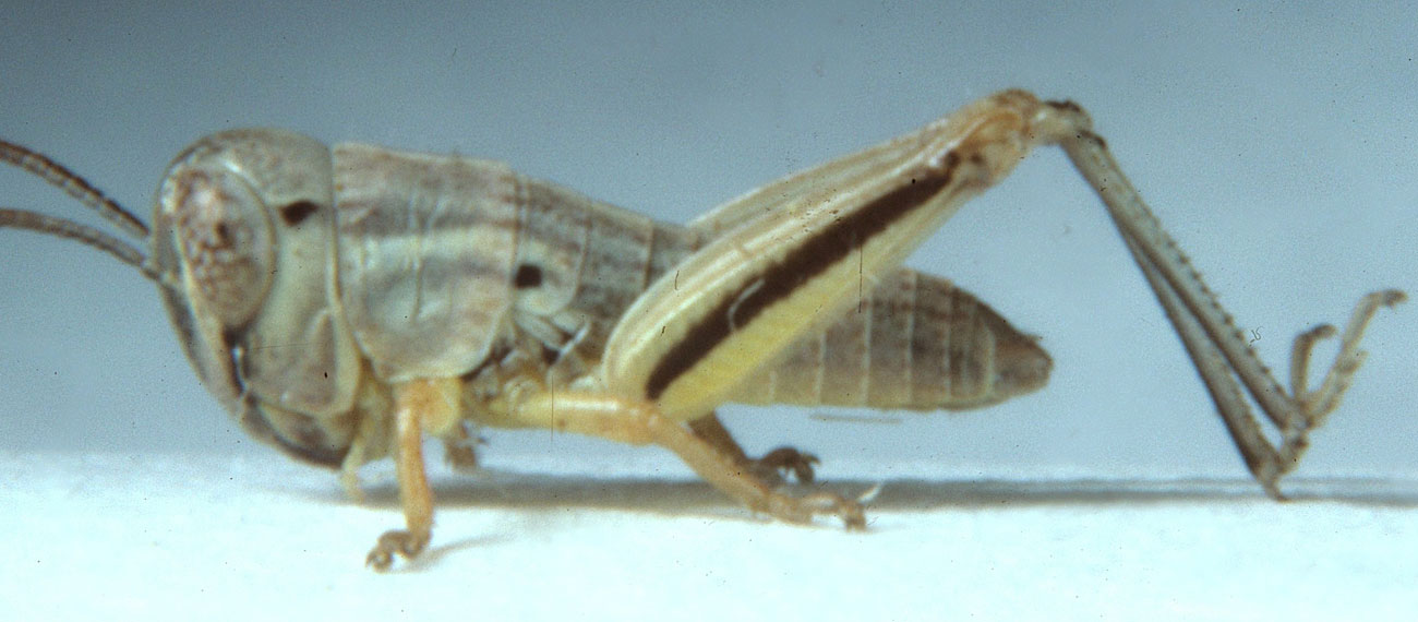  Fig. 2, second instar: BL 6.3-7.1 mm, FL 3.3-3.6 mm, AS 16 