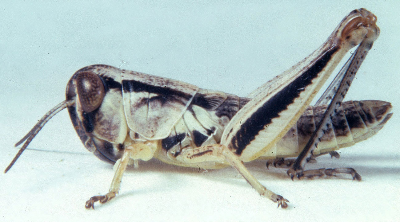 Fig. 4, fourth instar: BL 12-13.5 mm, FL 6.5-8.7 mm, AS 21-23 
