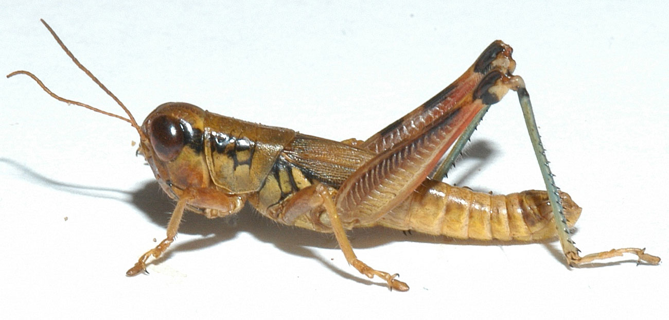 Phoetaliotes nebrascensis male
