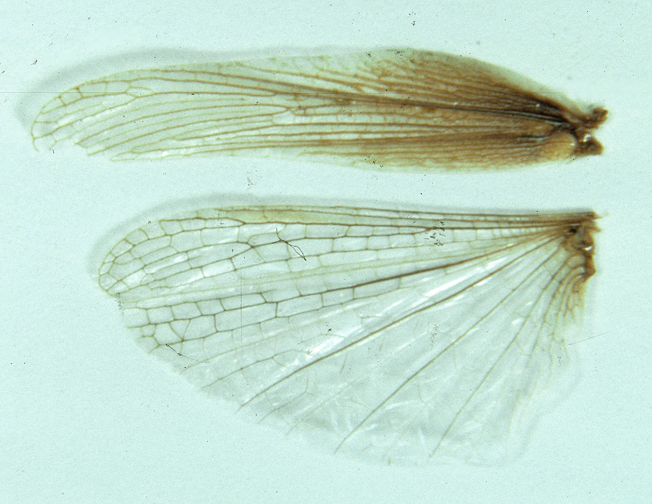  Fig. 9, wings of a long-winged female 