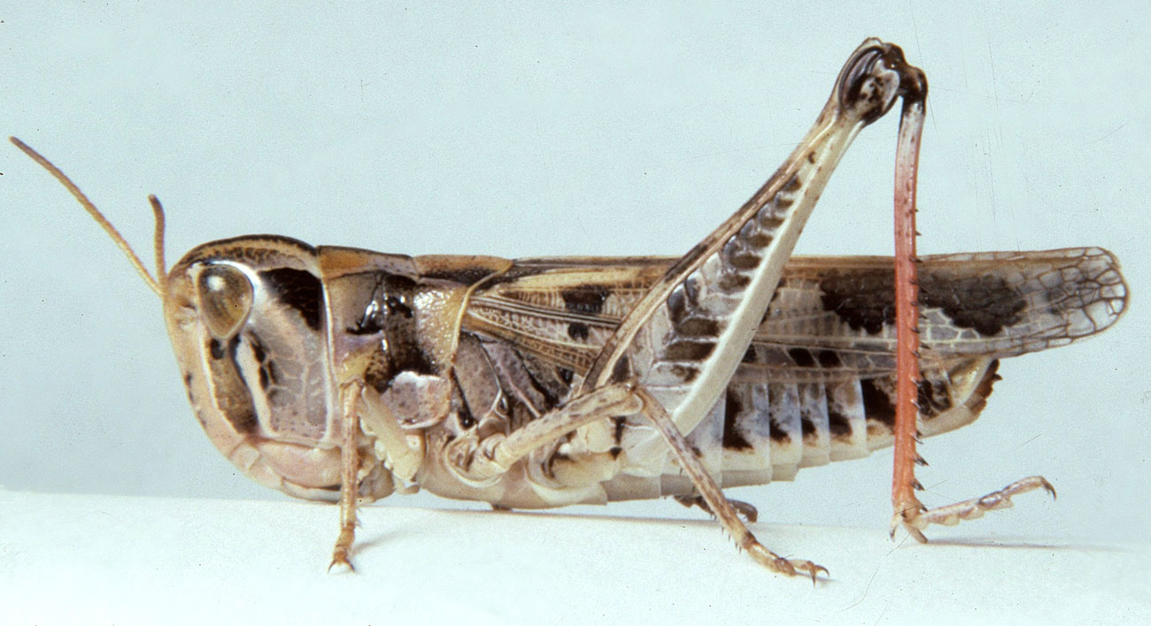   Fig. 7, Adult Female:  BL 18.5-21.5 mm FL 11-13 mm AS     23-24.   