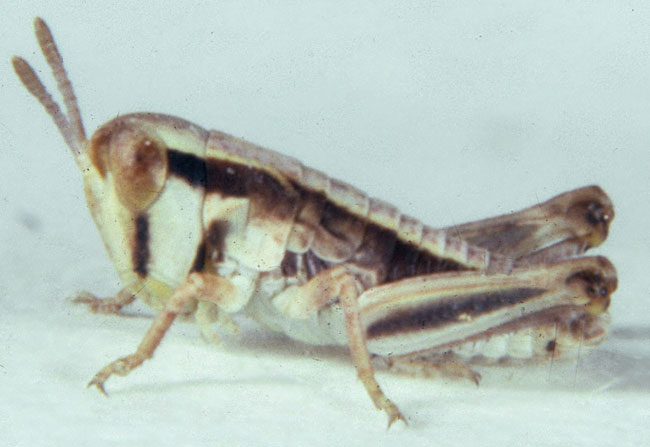   Fig. 1, First Instar:  BL 4.8-6.2 mm FL 3-3.2 mm AS 12-13.